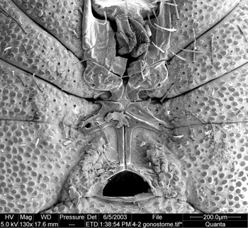 Media type: image; Invertebrate Zoology 134641